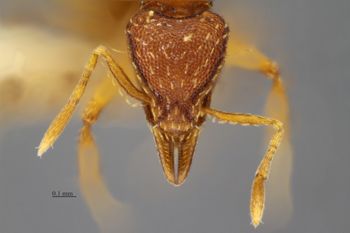 Media type: image; Entomology 517079